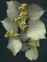 lovesano-21465959