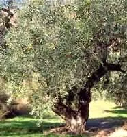 lovesano-21481377